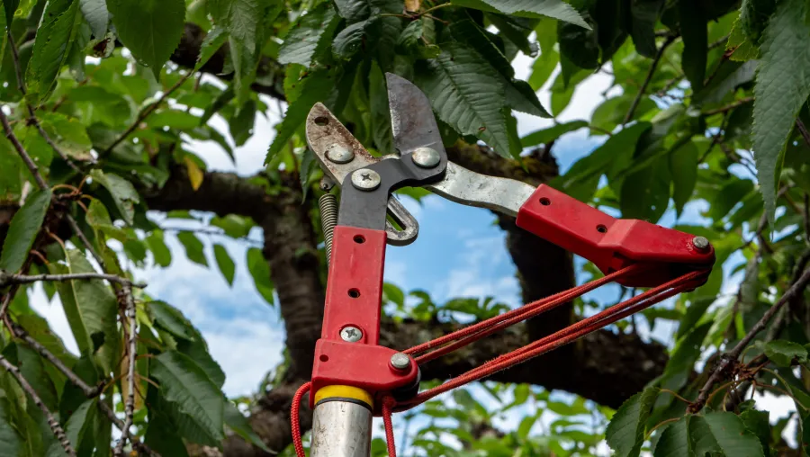 Fruit Tree Pruning