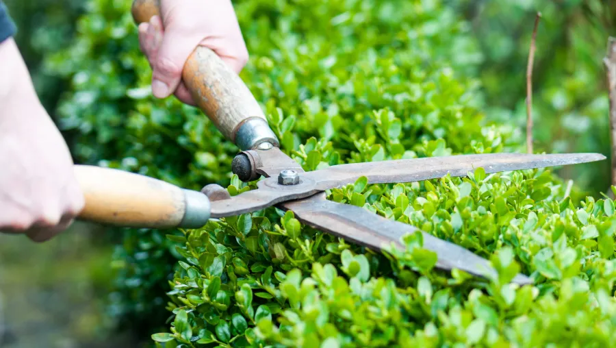 Hedge & Shrub Trimming