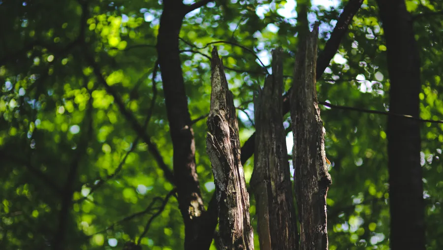 Tree Risk Assessment