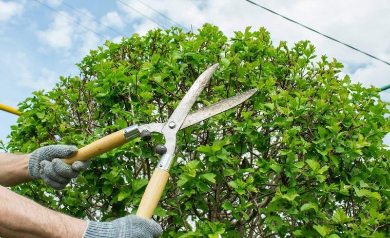 Tree Pruning and Tree Trimming