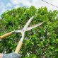 Tree Pruning and Tree Trimming