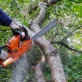 how to remove a tree safely