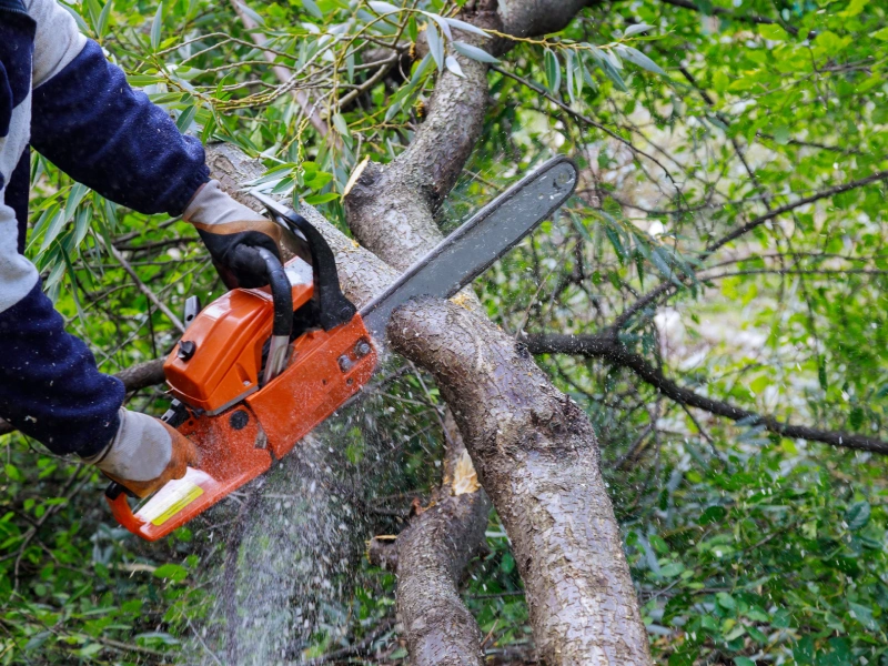 how to remove a tree safely