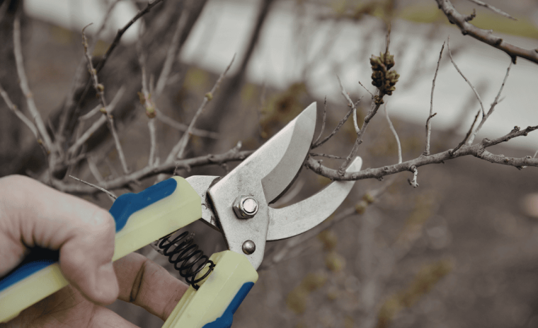 When to Prune Trees Best and Worst Times for Healthy Growth